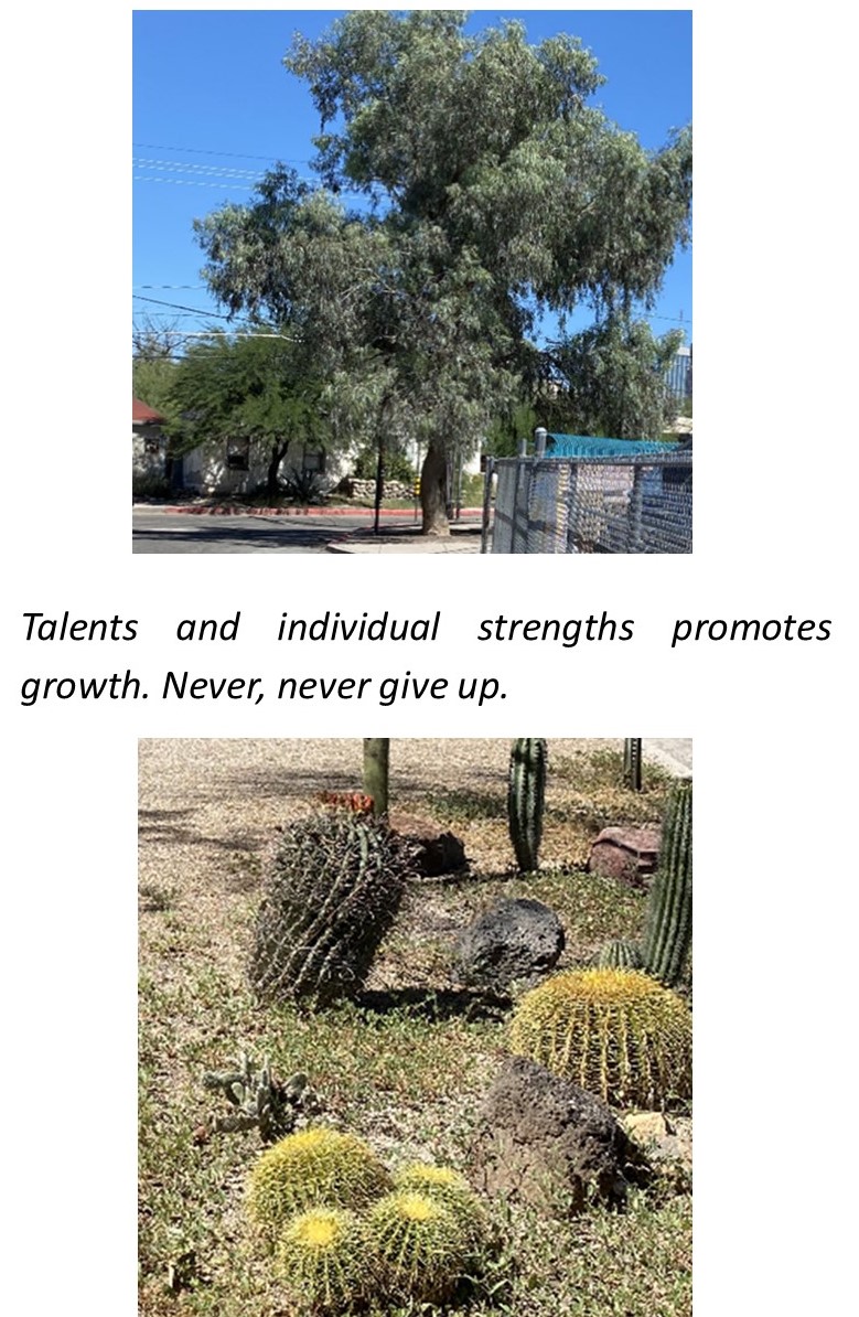 A cactus and a tree

Description automatically generated