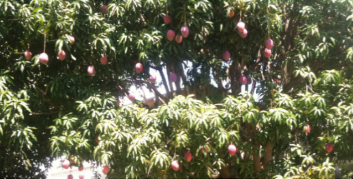A tree with fruit from it

Description automatically generated with low confidence